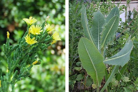 Wild lettuce (Lactuca Virosa) 