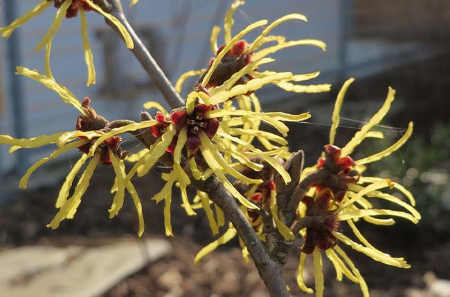 Witch hazel