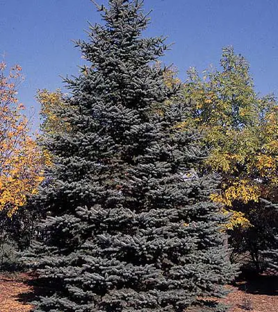 Blue spruce