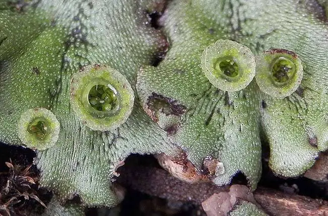 Common liverwort