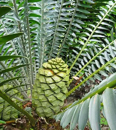 reproductive cone of a cycad