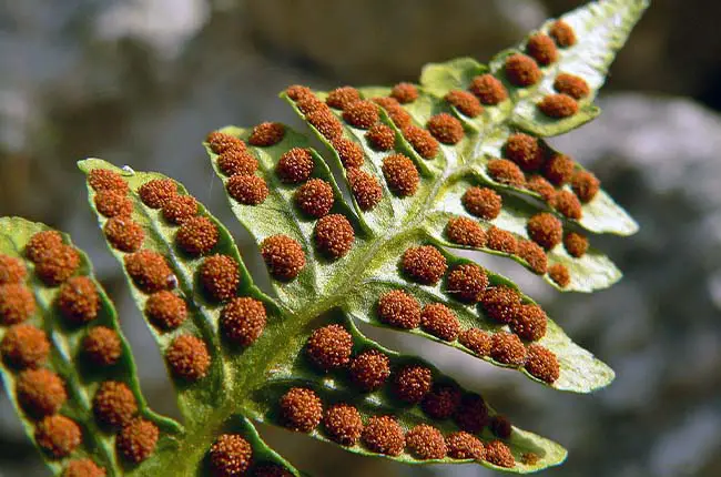 spores on the underside of a fern leaf