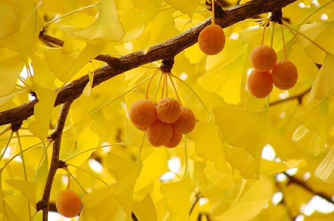 fertilized yellow seeds of Ginkgo trees 