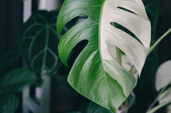 10 Plants With Unstable Variegation (And How To Keep It)