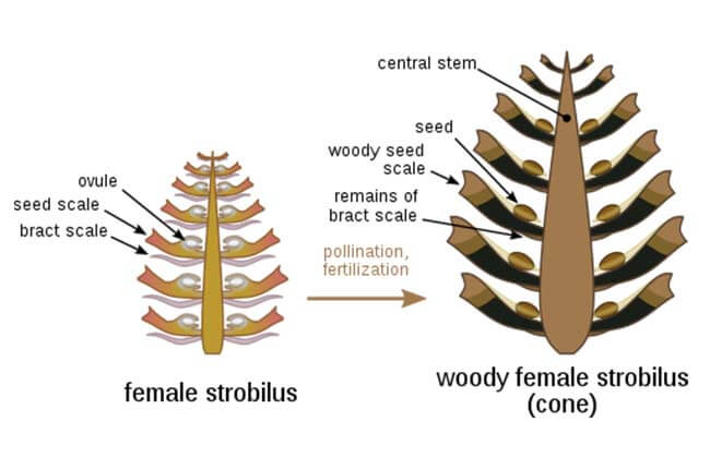female cones are fertilized by male pollen and are open when seeds are mature