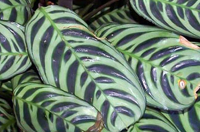 Plants with stable variegation