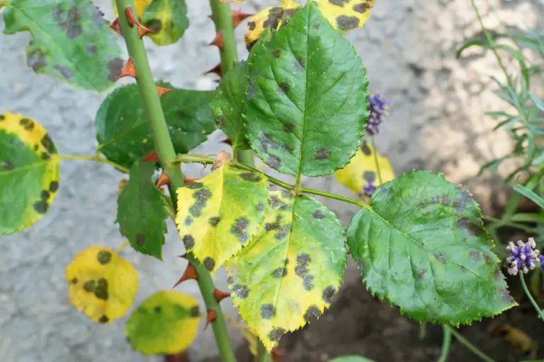 Why Rose Cuttings Turn Black (And What To Do) | AskGardening