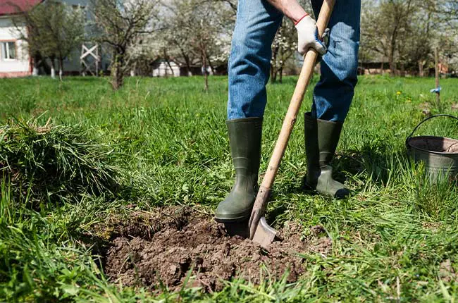 Can Tilling Kill Weeds? (Solved)