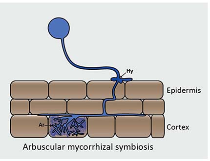 Arbuscular mycorrhizal fungi inside root cells