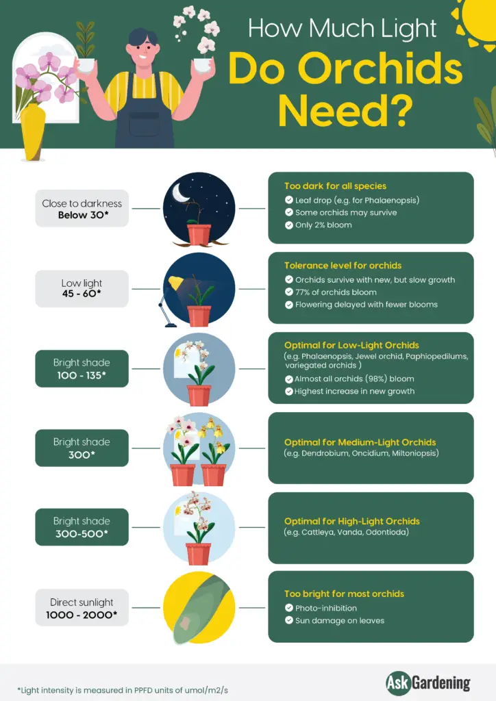 Orchid light requirement chart
