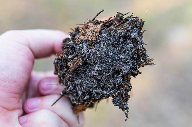 mycorrhizal fungi_mycelium in soil