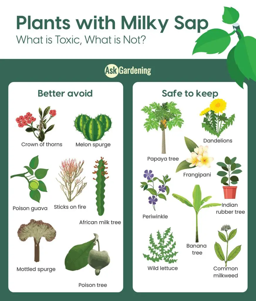 Plants with milky sap - which is toxic, which is not?