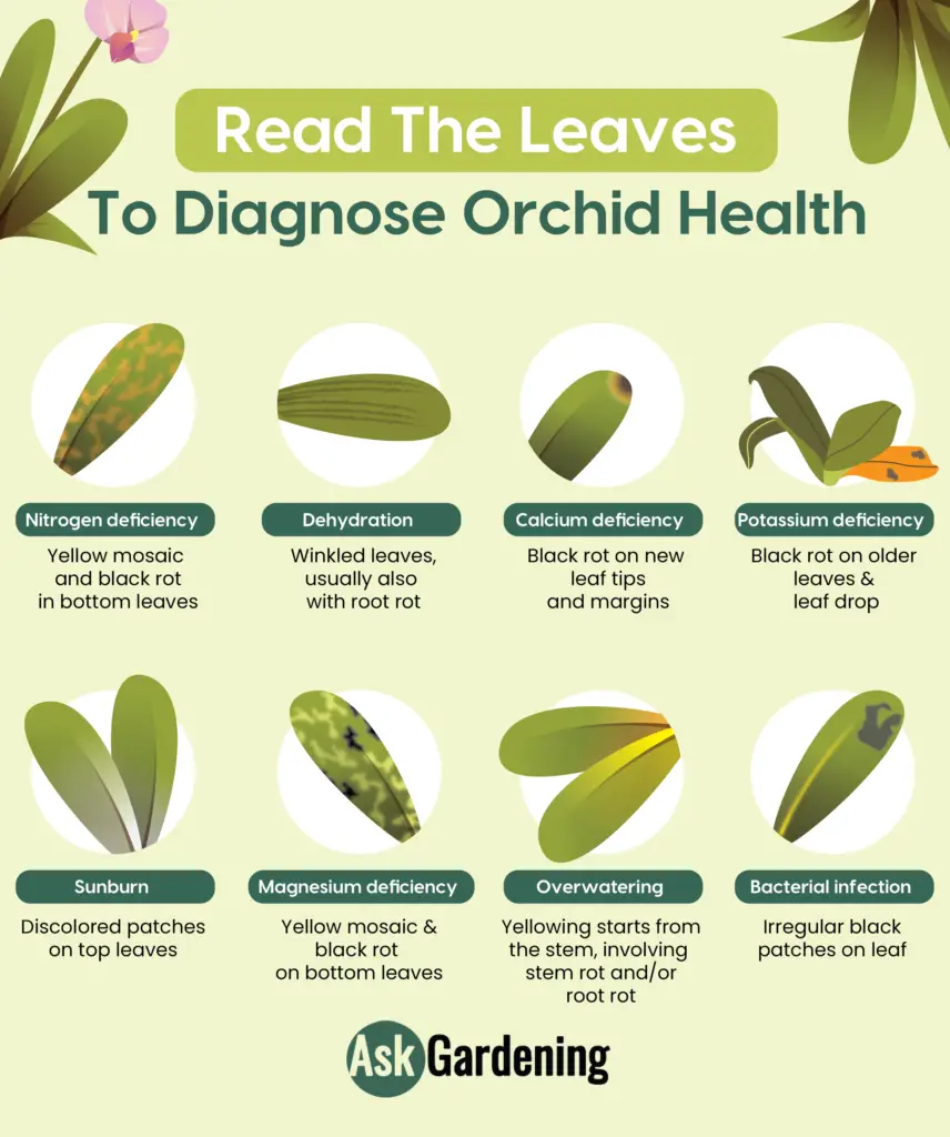 Orchid Leaf problem diagnosis