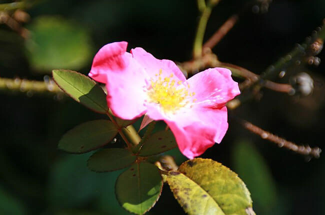 Floribubnda Rose Nearly Wild with single flat-shaped flowers