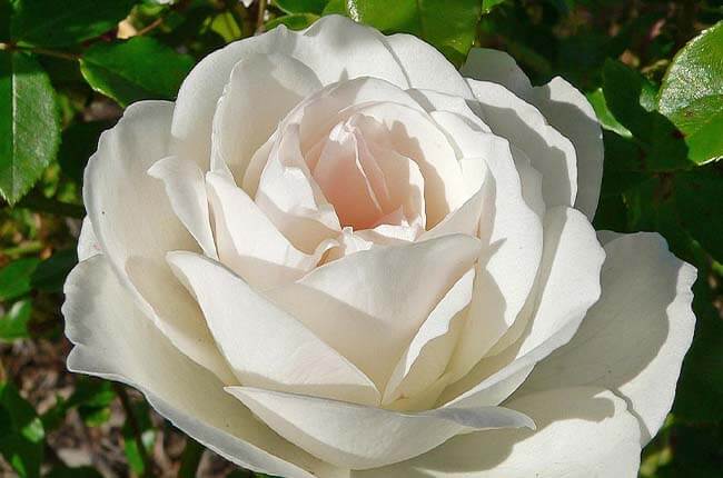 Floribunda Rose Iceberg with double blooms