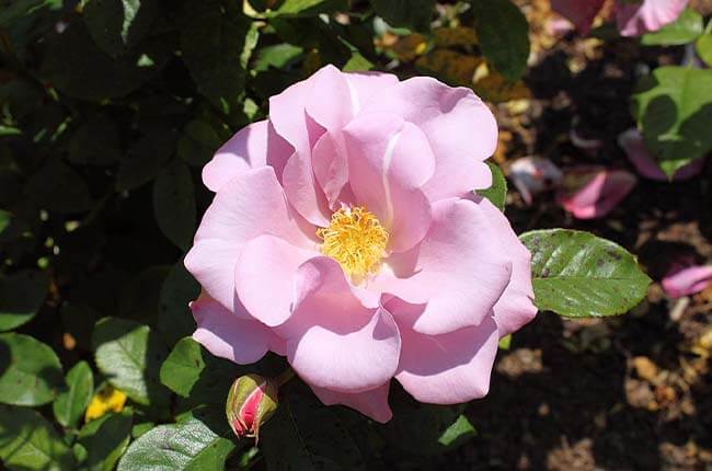 Floribunda Rose Blueberry Hill with semi-double blooms