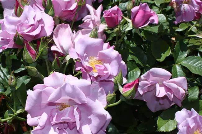 Floribunda Blueberry Hill has glossy green foliage