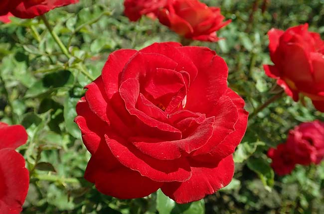 Mr Lincoln is one of the most fragrant Hybrid tea roses