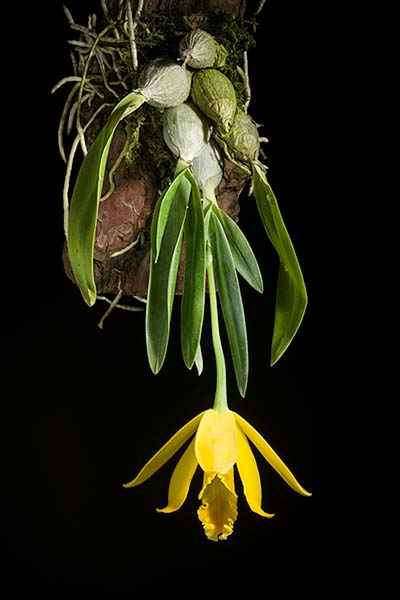 Cattleya citrina