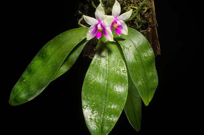 Phalaenopsis Bellina 