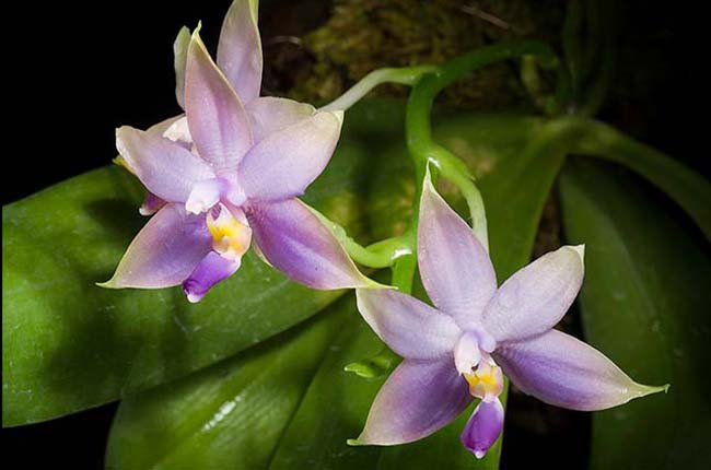 Phalaenopsis violacea  