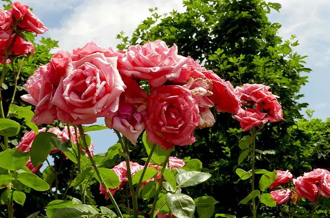 Grandiflora rose Queen Elizabeth