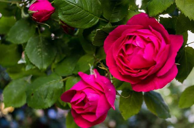 5 Benefits of Mycorrhizae for Roses (With Evidence)