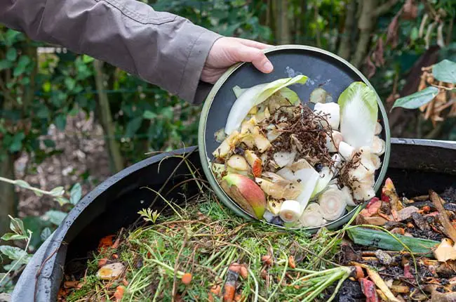 Fungal vs Bacterial Compost: Differences & Uses in Garden
