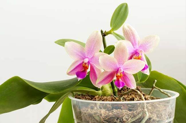 mini Phalaenopsis orchids