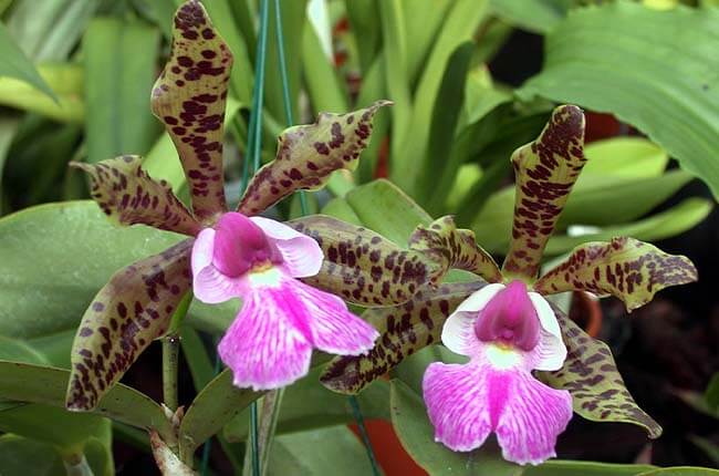 Cattleya Aclandiae