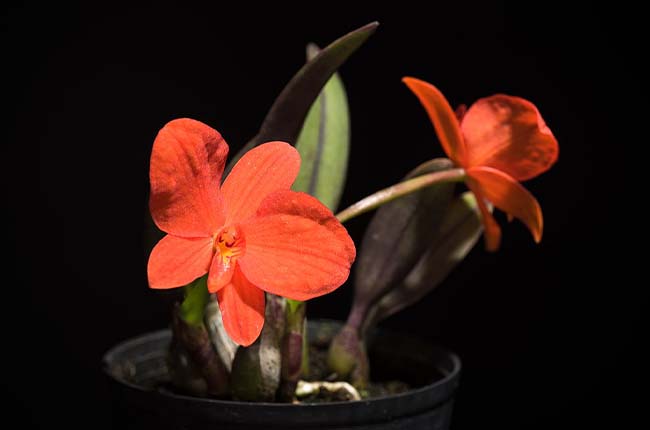 Cattleya (Sophronitis) coccinea