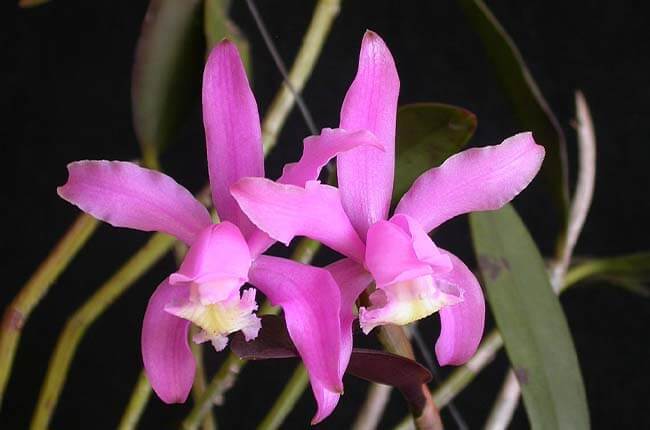 Cattleya kerrii