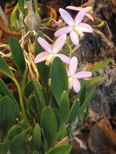 Cattleya lucasiana