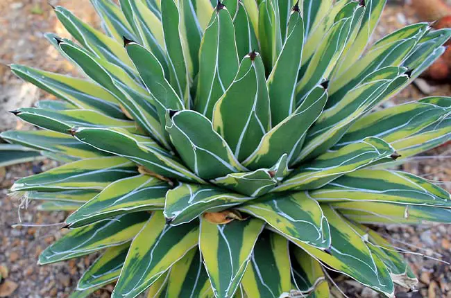 Agave ferdinandi-regis variegated 