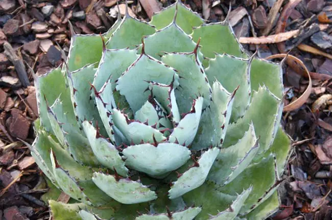 Agave potatorum Kichiokan s