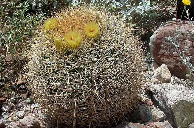 Barrel cactus with yellow flowers 