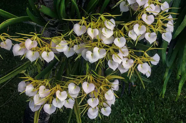 Brassavola nodosa