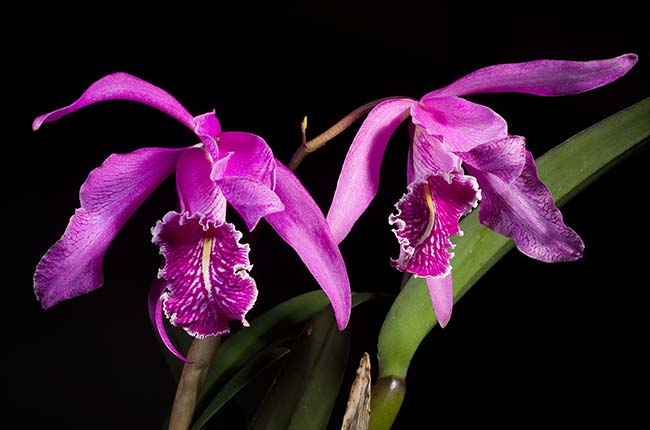 Cattleya maxima