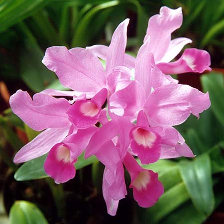 Cattleya Skinneri