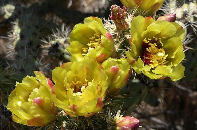 Buckhorn cholla cactus with yellow flowers 