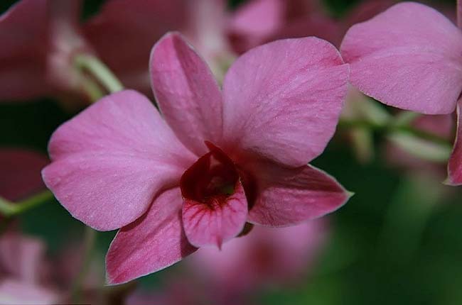 Dendrobium bigibbum