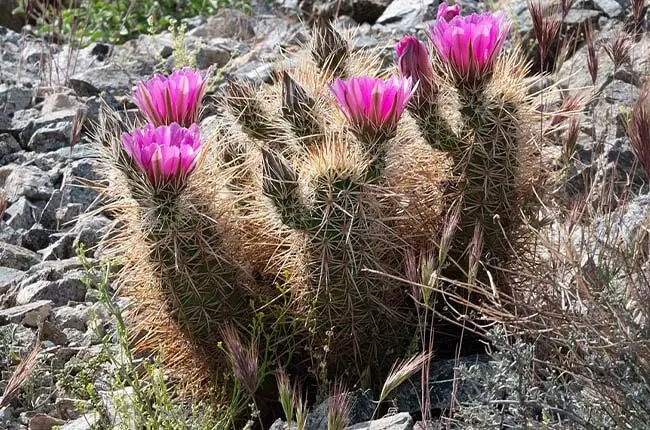 Echinocereus engelmannii with cylindrical body