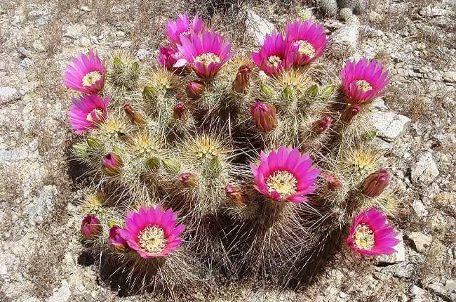 Echinocereus engelmannii with bright red flowers and long stiff spines resembling a porcupine