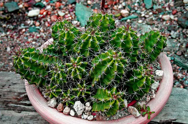 Ball-shaped Claret Cup Cactus (Echinocereus triglochidiatus)