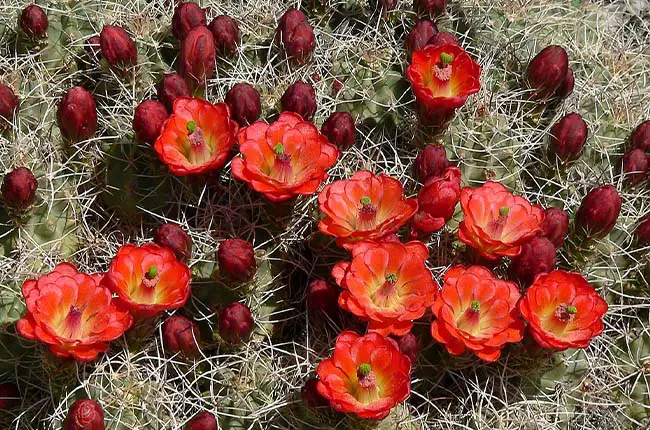 Echinocereus triglochidiatus_Claret Cup with red flowers