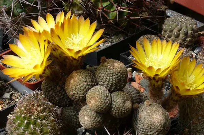 Echinopsis famatimensis has very short spines and rounded-shaped bodies and bright yellow flowers