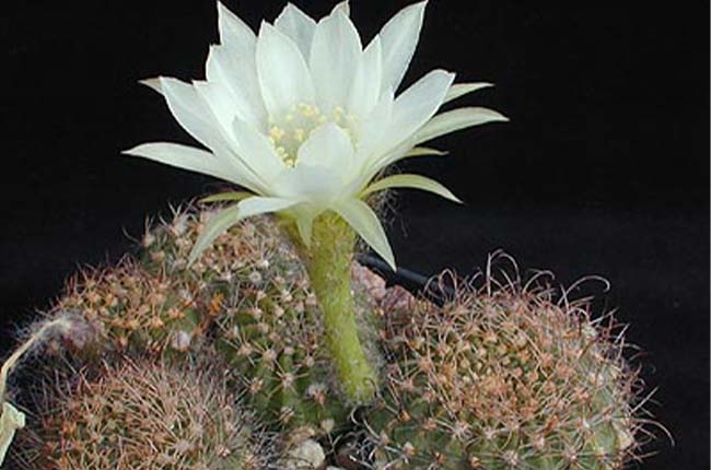 Echinopsis ancistrophora or Echniopsis subdenudata has a round, globose shape with spikes turning inwards giving it a fuzzy look 