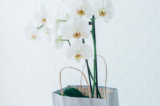 How to pack an orchid for shipping