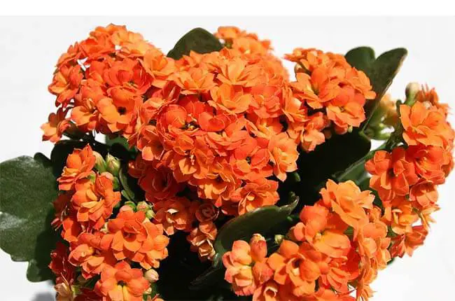 Orange Flaming Katy with orange flowers