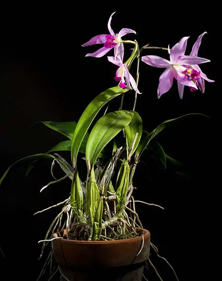 Laelia anceps